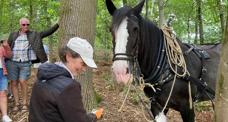 Shire Horses at Stourhead